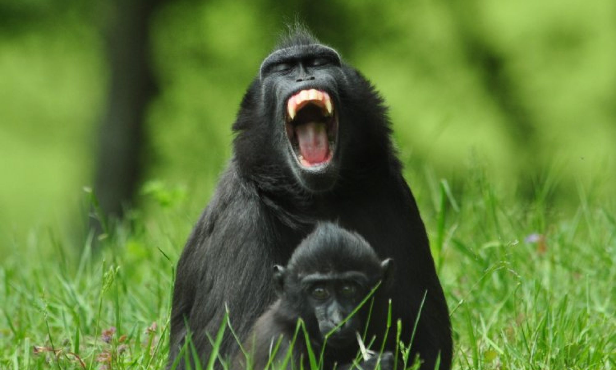 Ruang eksperimentasi Kolektif anti-otoritarian di Utara Sulawesi